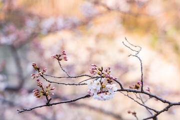 桜、春、目黒川