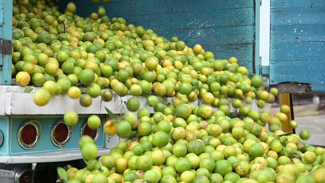 Truck full with oranges throwing up the fruits at baler