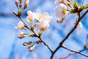 桜、春、目黒川