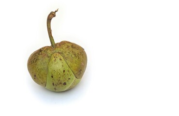 Chalta or Dillenia Indica Fruit Isolated on White Background with Copy Space for Texts Writing in Horizontal Orientation, Also Known as Elephant Apple