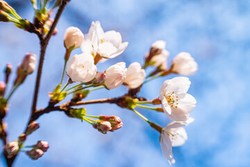 桜、春、目黒川