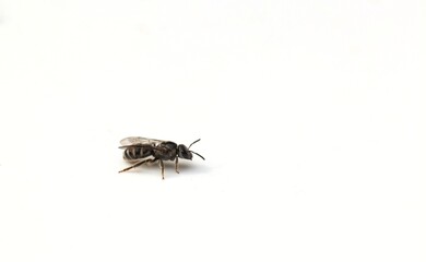 Honey Bee Isolated on White Background With Copy Space