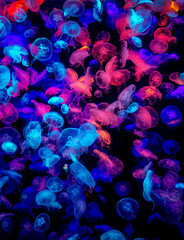 many colorful jellyfish on the dark sea © hakule