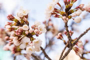 桜、花、春