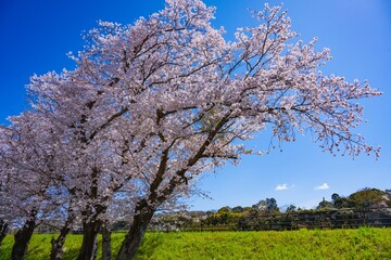 駅館川の桜