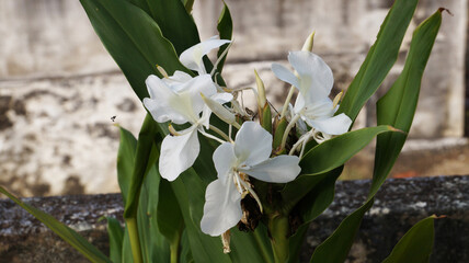 White Ginger Lily Flower in blur background