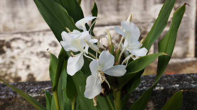 White Ginger Lily Images Browse 1 150 Stock Photos Vectors And Video Adobe Stock