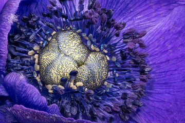 Top view macro of athe inner heart of a blue anemone blossom with detailed texture