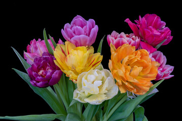 Vibrant colorfule tulip bouquet w oith green leaves on black background
