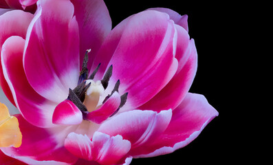Extreme macro of the center heart of a wide open pink white tulip blossom