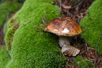 Polish mushroom growing in the forest