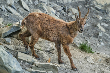 Young ibex on a rock face in the South Vercors, France