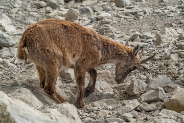 Young ibex on a rock face in the South Vercors, France