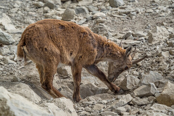 Young ibex on a rock face in the South Vercors, France
