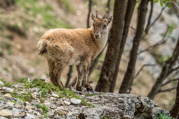 Young ibex on a rock face in the South Vercors, France