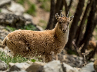 Young ibex on a rock face in the South Vercors, France