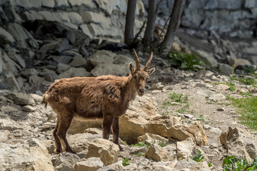 Young ibex on a rock face in the South Vercors, France
