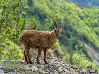 Naklejka na ściany i meble Young ibex on a rock face in the South Vercors, France