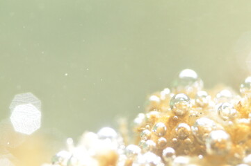 海藻の光合成
