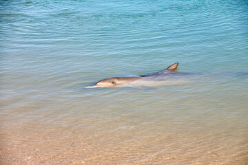 Fototapeta premium Delphin, Delfin