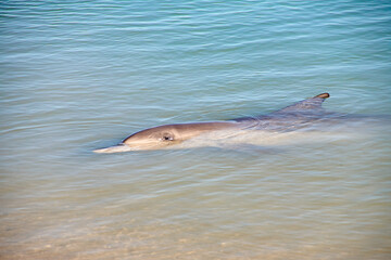 Fototapeta premium Delfin, Delphin