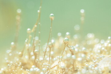 海藻の光合成