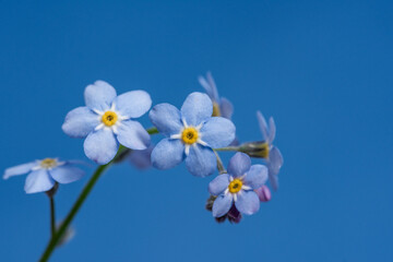 Fototapeta premium Spring blue forget-me-not flowers on a blue background. Forget-me-not branch clouse up