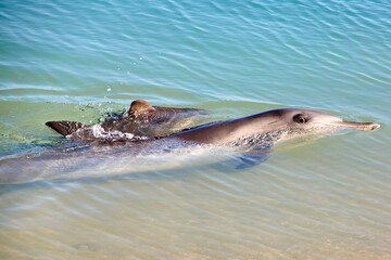 Delphin, Delfin, Delfin Baby © Jane Be. The Picture