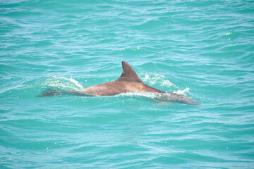 Delphin, Delfin © Jane Be. The Picture