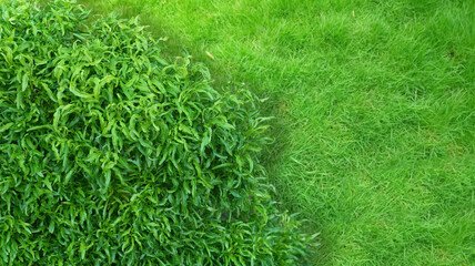 Croton Plant isolated on a Grass Background