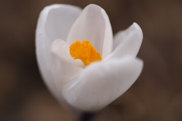 白いクロッカスの花のクローズアップ
