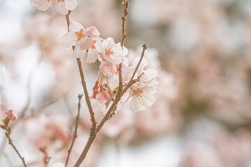 桜、春