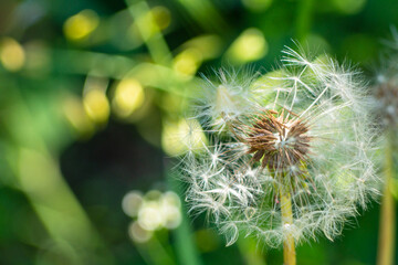A lonely dandelion with a few seeds blown away by the wind on a green background. Dandelion seeds close-up on a natural blurred background. White fluffy dandelions, natural green spring background