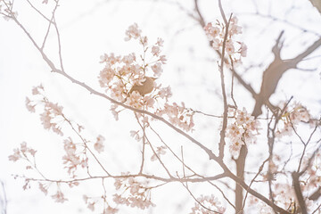 鶯、桜、早春