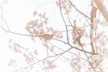 鶯、桜、早春
