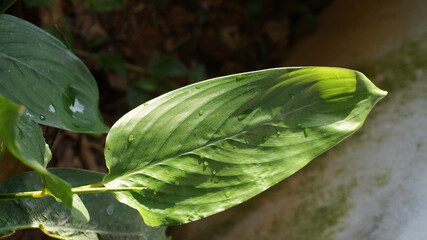 Arrow Root Plant Leaf in a blur background