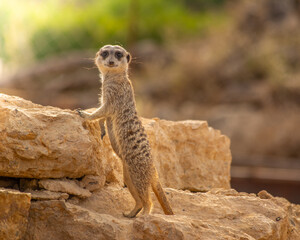 Fototapeta premium Suricate