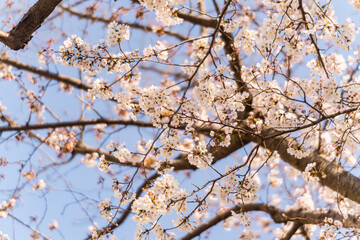 桜、早春