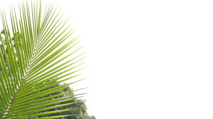 Coconut leaf on White Background