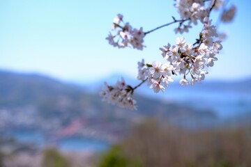 サクラ