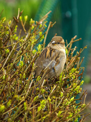 wróbel © Henryk Olszewski