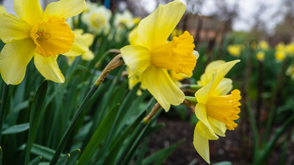 Daffodils with yellow flowers in natural conditions near the house. A group of yellow flowering daffodils in a spring flower bed. Daffodils blooming in the garden spring flowers