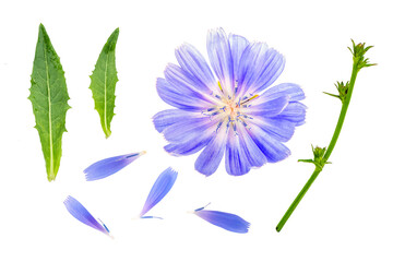 Set of blue flowers and leaves isolated on white background. Chicory. Medicinal plant