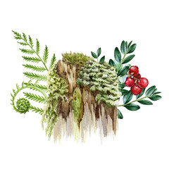 Mossy stump with fern, berries and green leaves. Watercolor illustration. Hand drawn old forest stump with moss, lichen, forest berries, boxwood branch. White background - obrazy, fototapety, plakaty