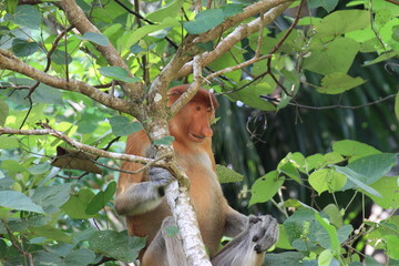 Fototapeta premium 期から見下ろすテングさん