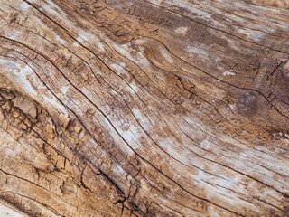 Obraz premium The texture of brown wood with veins and cracks. pattern on wood texture. Old wooden textured background for demonstration. An old rotten log. Close-up of wood texture for graphic design or wallpaper