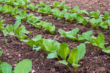 Young shoots of radish in the garden. Spring seedlings. Young radishes in the sun. Rows of shoots of vegetable crops in spring. Growing healthy food. Eco vegetables