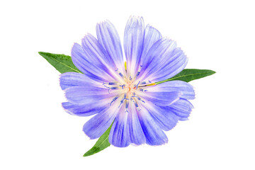 Chicory flower with leaf isolated on white background. Macro