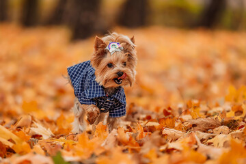 yorkshire terrier in clothes walks in the autumn park - obrazy, fototapety, plakaty