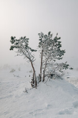 Winter landscape of a snow-covered hill with small pines with branches in frost on a sunny day